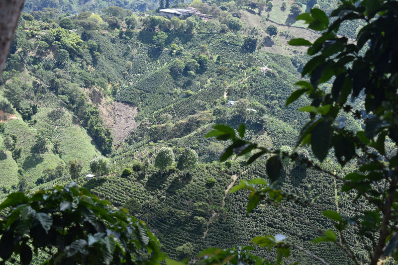 The Ultimate Guide to Colombian Coffee Regions: Discovering El Huila